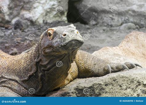 Komodo Drache Varanus Komodoensis Stockfoto Bild Von Riesig