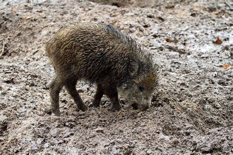 Wild Wildschweine Wald Kostenloses Foto Auf Pixabay Pixabay