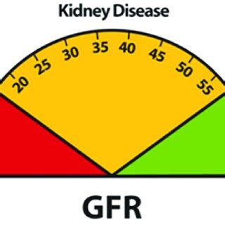 Kidney function chart [27].... | Download Scientific Diagram