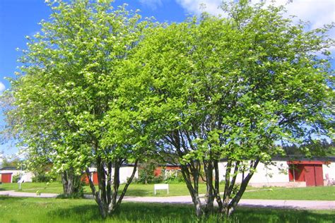 Rönn Sorbus aucuparia ssp aucuparia Biofilia