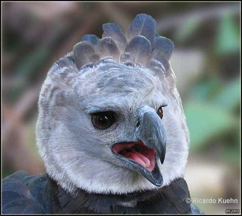 Biodiversity-Harpy Eagle