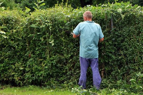 Boundary Hedge Neighbour Disputes Specialist Solicitors