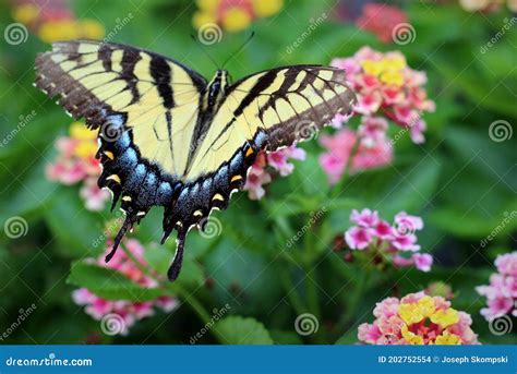 Swallowtail Butterfly Papilionidae On Pretty Lantana Flower Stock Photo