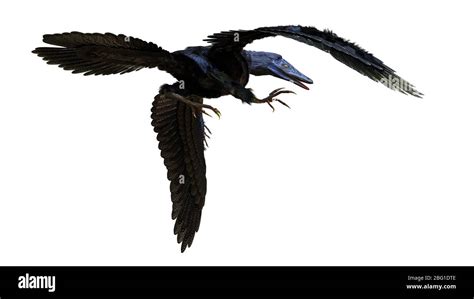 Archaeopteryx Dinosaurio Extinto Tipo P Jaro Del Jur Sico Tard O Hace