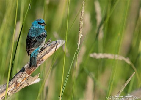 Male Lazuli Bunting Taking A Short Break From Foraging Mia Mcpherson