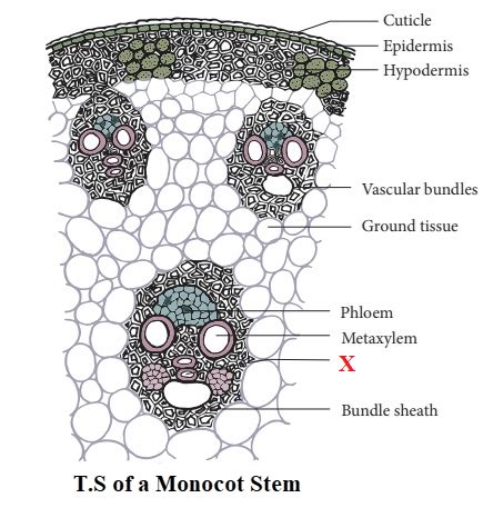 Vascular Bundle Labelled