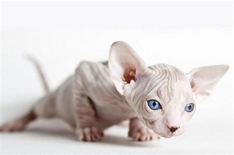 Naked Kittens Pics