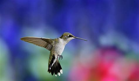 2759x1624 / Hummingbird, Bird, Flapping wings, Background, Blur ...