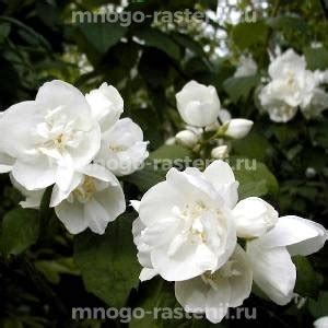 Саженцы жасмина купить в Москве из питомника в Подмосковье | Pot de ...