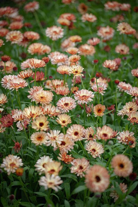 Calendula Officinalis Touch Of Red Buff Seeds From Chiltern