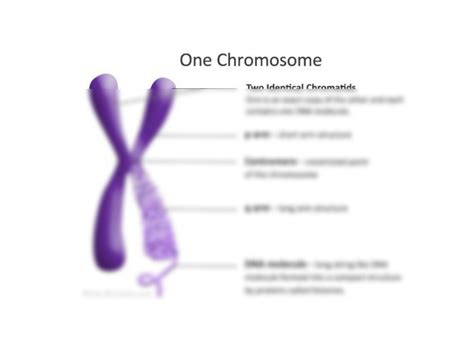 SOLUTION: Structure of chromosome - Studypool