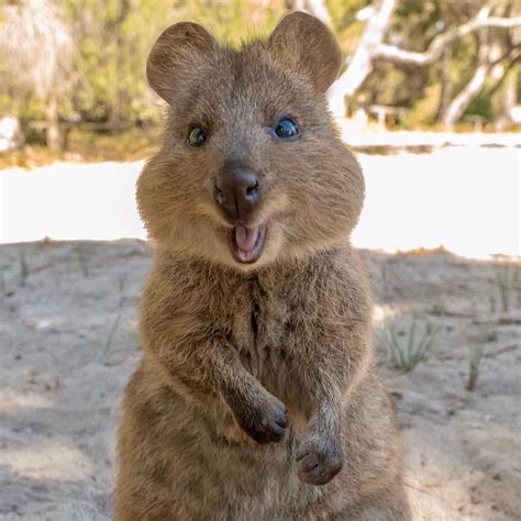 Quokka Smiling : Quokkas Are The Happiest Animals In The World | Bored