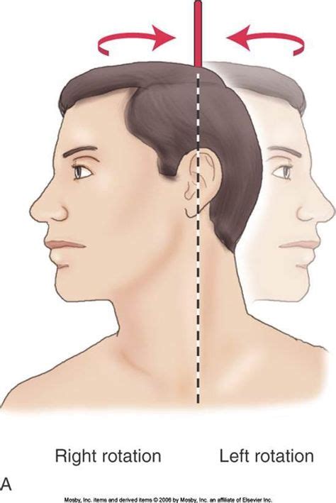 Left Right Rotation A Bone Revolves Around Its Own Longitudinal Axis