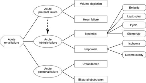 Acute Renal Failure | Veterian Key