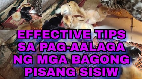 Effective Tips Sa Pag Aalaga Ng Sisiw Paano Alagaan Ang Mga Bagong