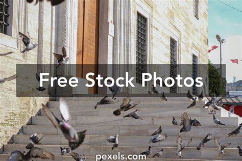 Pigeon Books Photos, Download The BEST Free Pigeon Books Stock Photos ...