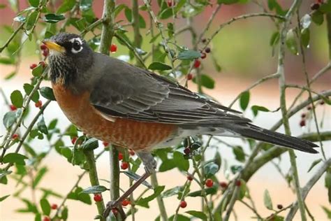 25 Types Of Backyard Birds In Illinois Pictures Facts Bird Feeder Hub