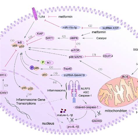 Nrf2 HO 1 NLRP3 Signaling Pathway Is Involved In The Regulation Of