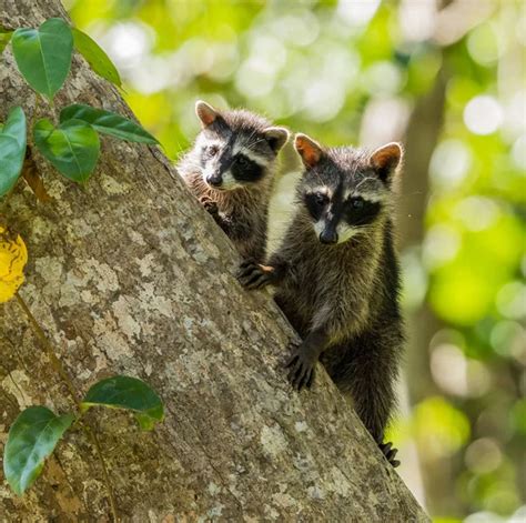 Deux Ratons Laveurs Images Libres De Droit Photos De Deux Ratons