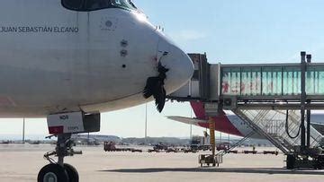 Un buitre negro impacta en un avión antes de aterrizar en Madrid AS