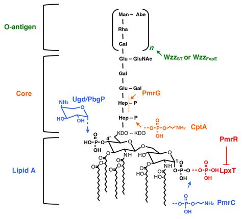 The Pmra Pmrb Two Component System The Major Regulator Of Lps