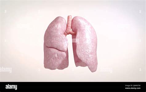 Lungs Bronchus Air Flow Hi Res Stock Photography And Images Alamy