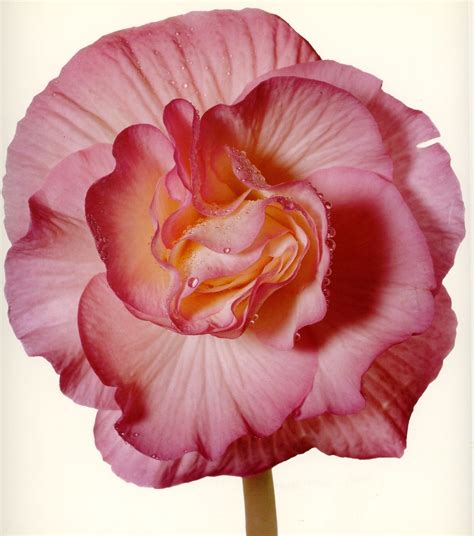 Irving Penn Still Life Flowers Susanne Womack