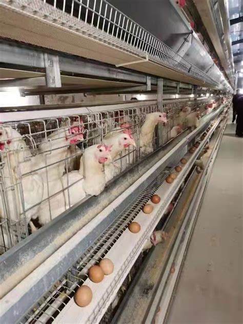 Completely Automatic Laying Hen Egg Layer Battery H Type Chicken Cages