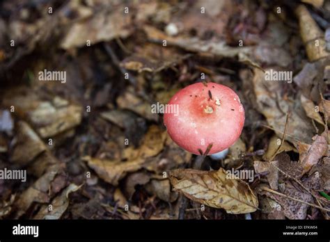 Pink Wild Mushroom Stock Photo Alamy