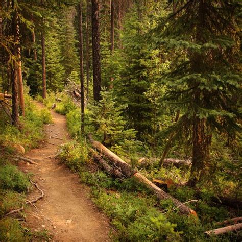 Explore the Beauty of Canadian Forests: Top Ideas for Nature Lovers