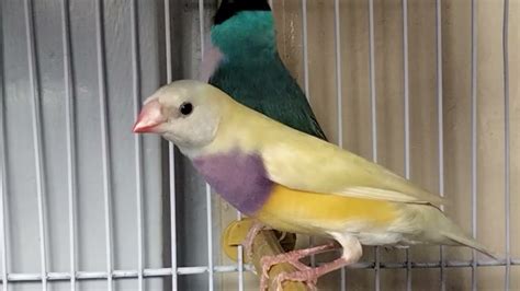 Rare Strange Mutations Of Gouldian Finch Exhibition Quality Lilac