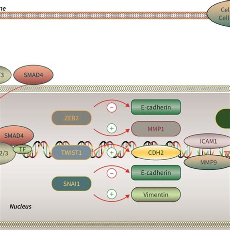 Epithelial Mesenchymal Transition Emt Pathway Schematic Diagram