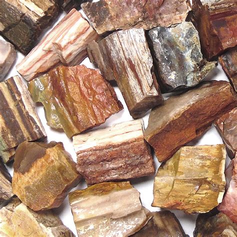 Rough Petrified Wood Material by the pound – Best Crystals