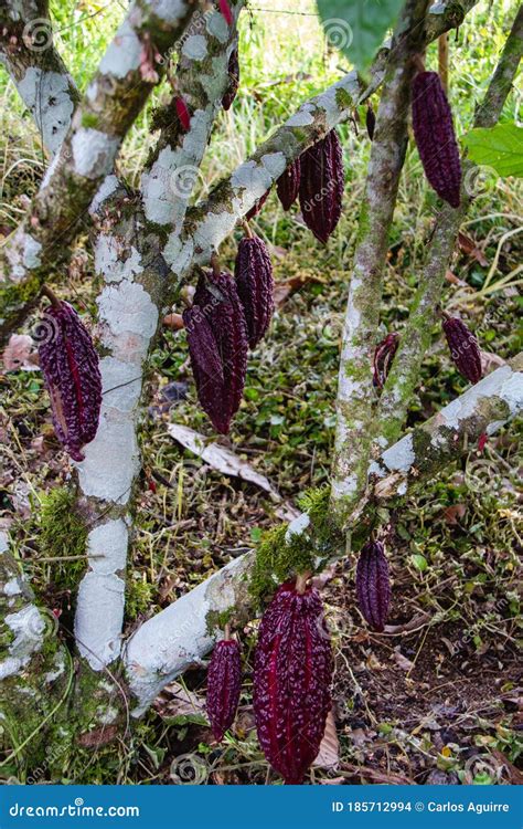 Cocoa Plantation Pod Plant In The Amazon Tropical Climate