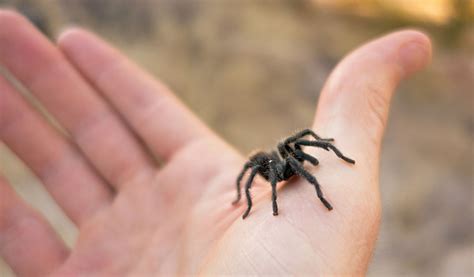 Getting Started With Pet Tarantulas A Beginners Guide To Care And