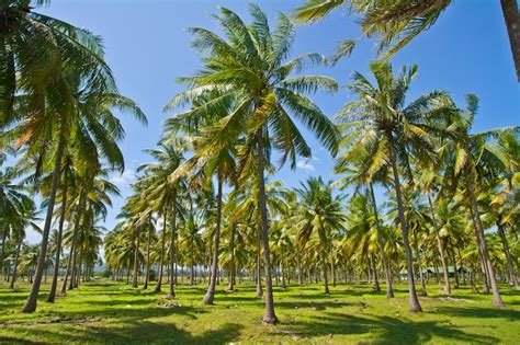 Coconut Farming — Kidcyber