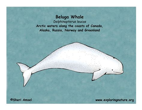 Beluga Whale Diagram