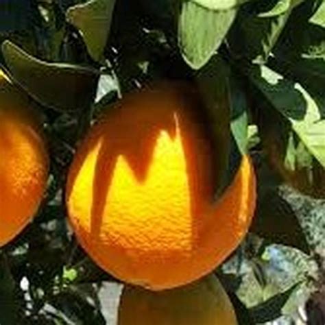 Dwarf Valencia Orange Tree