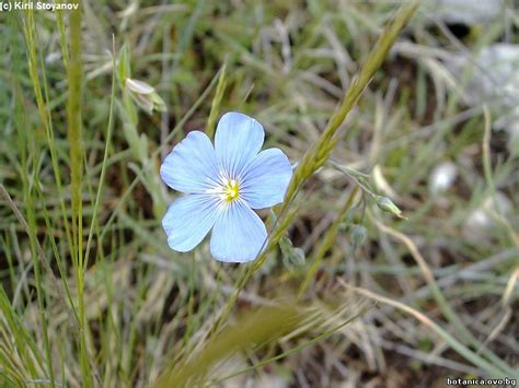 Семейство Linaceae /Ленови/ – BOTANICA.gallery