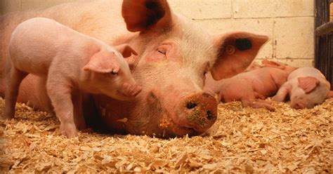 10 Fast Facts About Chinas Hog Industry