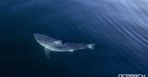 Great White Shark Miss Costa Pings Again In Gulf Of Mexico