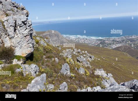 Fynbos In Fernkloof Nature Reserve Western Cape South Africa Stock