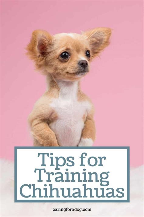 Tips For Training Your Chihuahua - Caring For A Dog