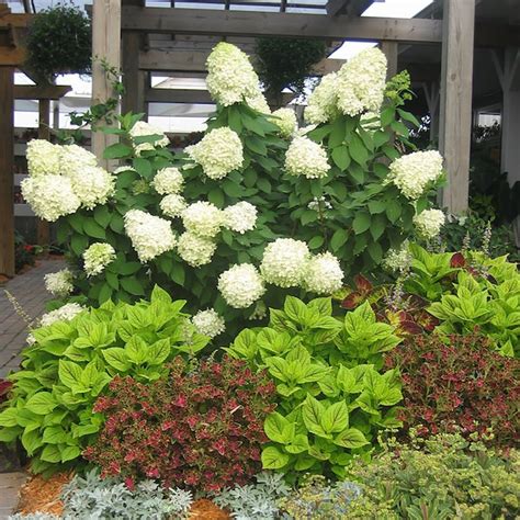 Proven Winners Multicolor Limelight Panicle Hydrangea Paniculata