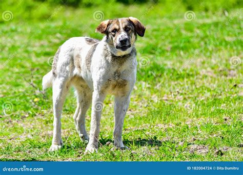 Romanian Carpathian Shepherd 4 Romania Stock Photo Image Of Herds