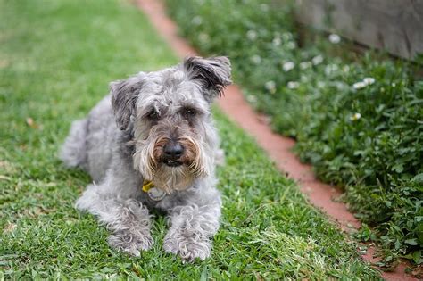 Schnoodle (Schnauzer & Poodle Mix) Dog Breed Info: Pictures, Traits, Facts & Puppies | Hepper