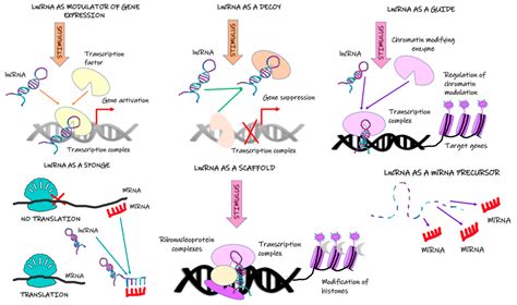 Ijms Free Full Text The Role Of Long Noncoding Rna Lncrnas