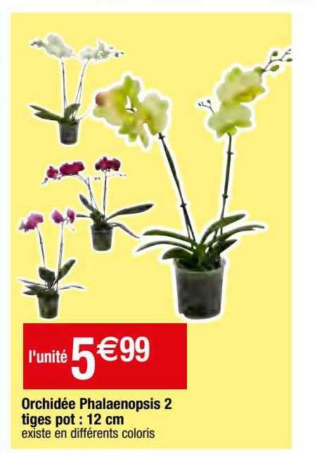 Offre Orchidée Phalaenopsis 2 Tiges Pot 12 Cm chez Migros France