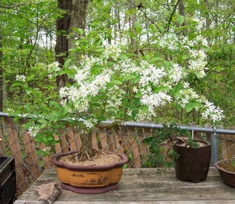 Chionanthus Retusus 10 Seeds Flowering Chinese Fringe Tree Bonsai The Plant Attraction