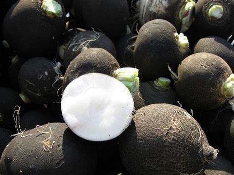 Black Turnip The Magic Vegetable Organics Vegetables Root